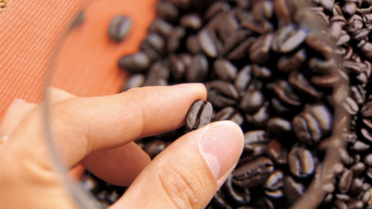 知っていて損のないコーヒー雑学!コーヒー豆を栽培するには気候がポイント?
