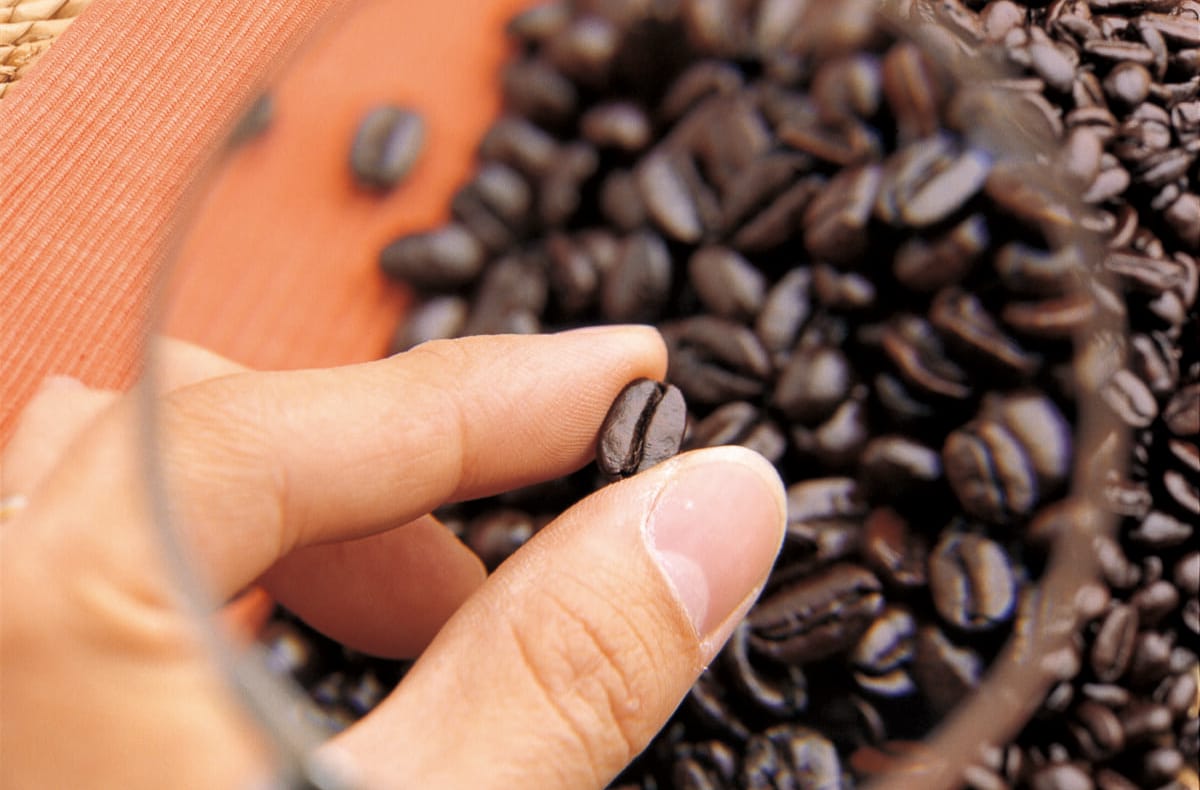 コーヒー豆はどうやって選別しているの？生豆から選別や格付けの方法を解説