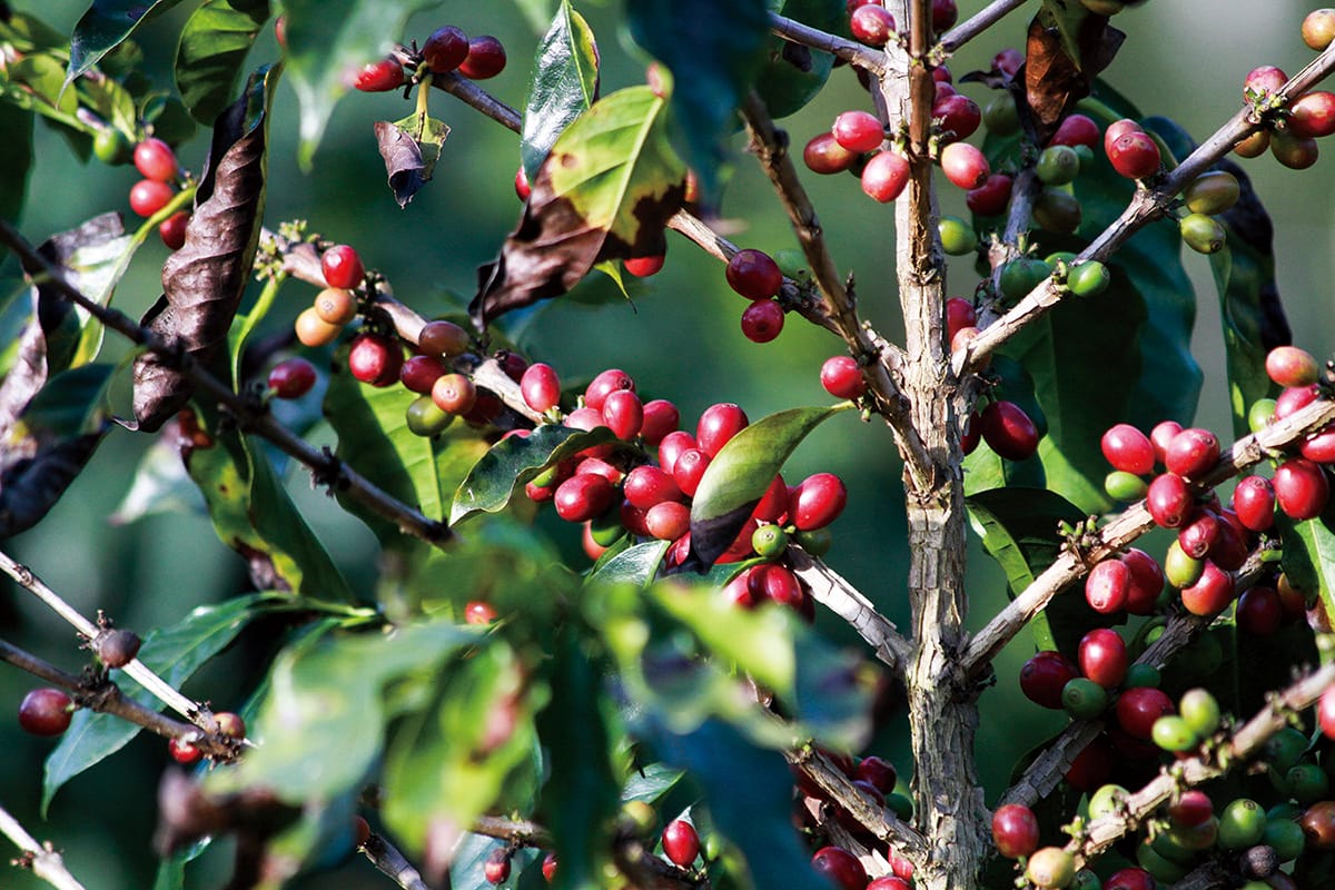 コーヒーの始まりの「コーヒーノキ」ってどうやって栽培されているの？