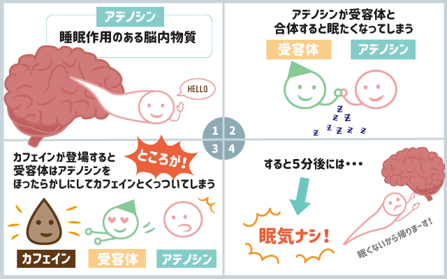 scolumimg2106102 | コーヒーステーション カフェインの仕組み