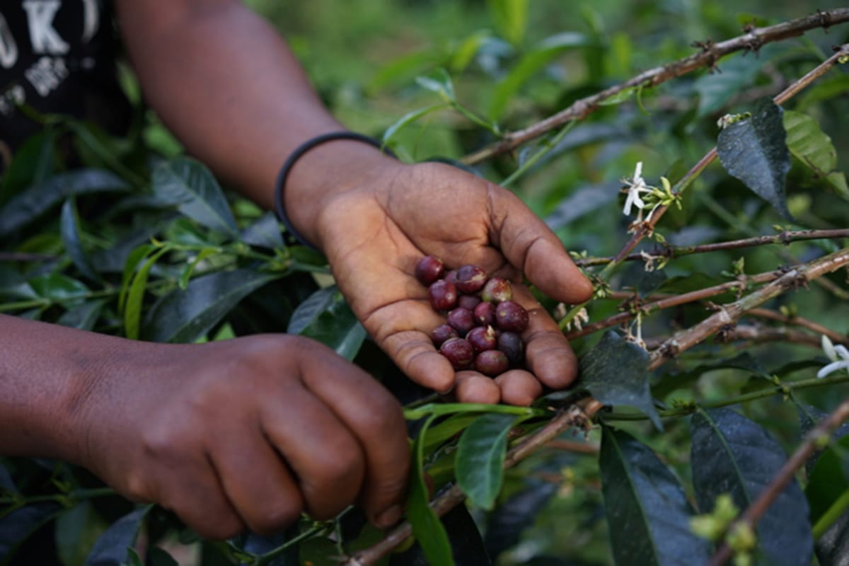 scolumimg2108016 | コーヒーステーション ニカラグア