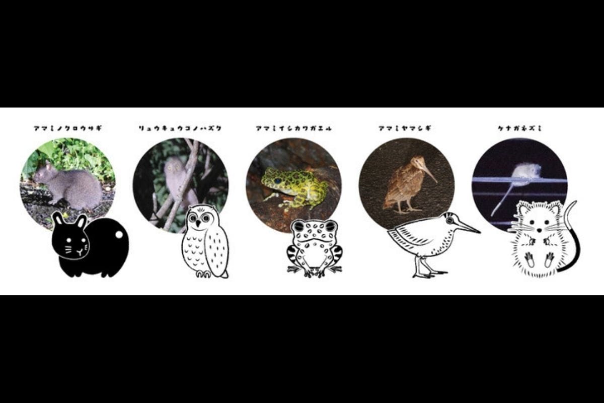 あまみブレンドの新パッケージの動物たちは奄美大島に生息する動物たち