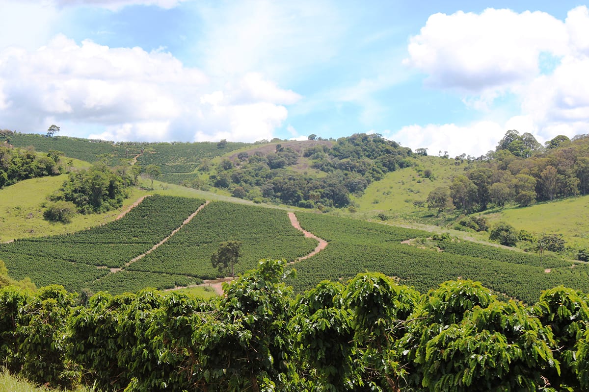 セラードコーヒー
