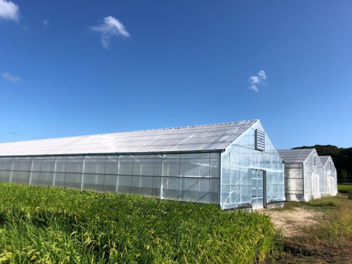 岡山市の温室ハウスでコーヒー収穫