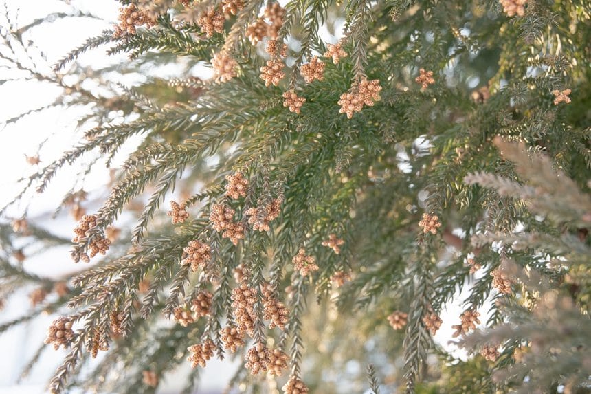 columimg220317 | コーヒーステーション