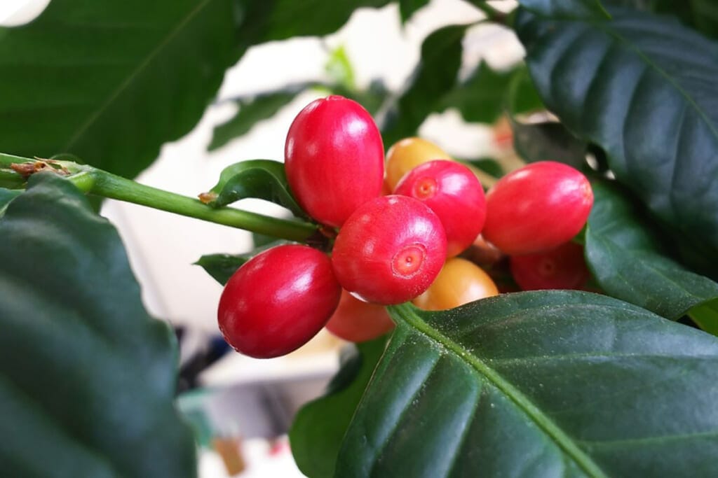 サクランボとコーヒー