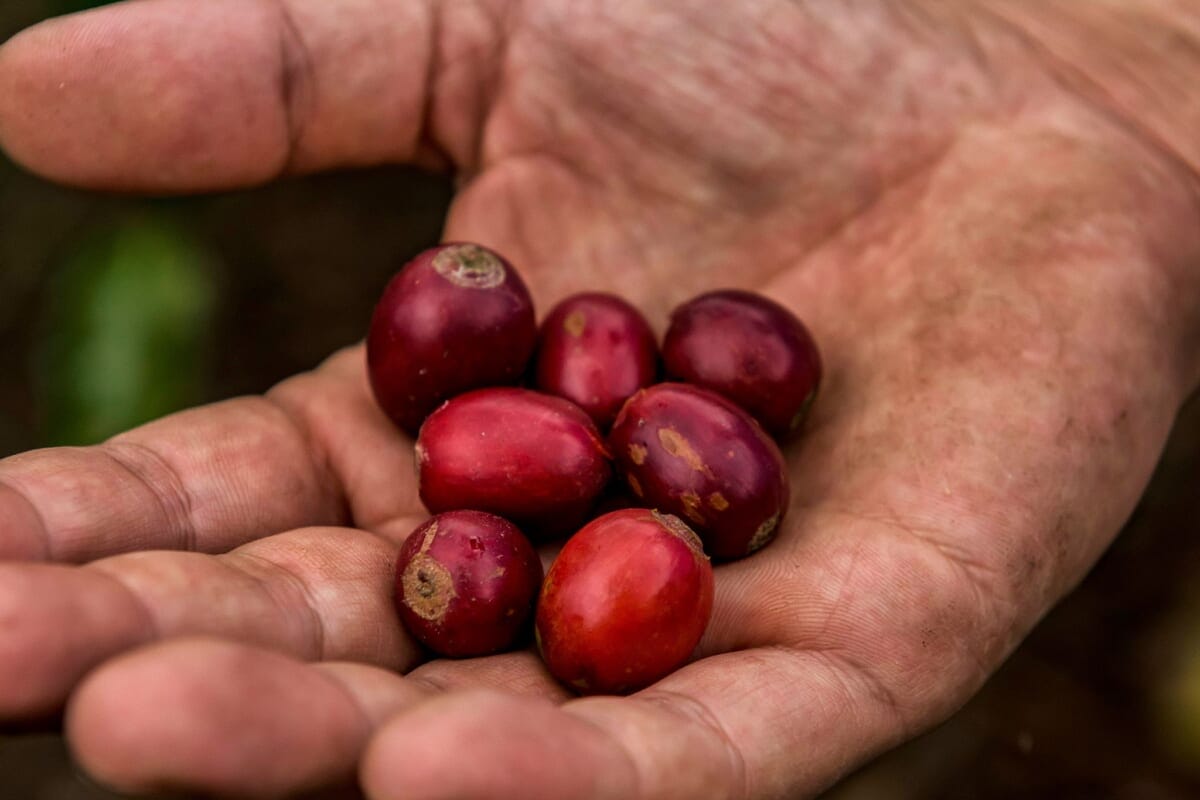 サザコーヒーのコロンビアから新豆6月24日発売