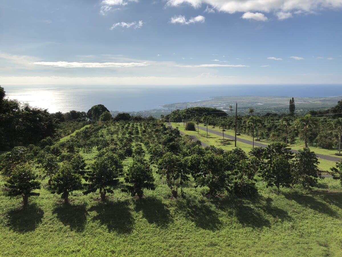 ワイン醸造の手法とは?どんなコーヒー豆?