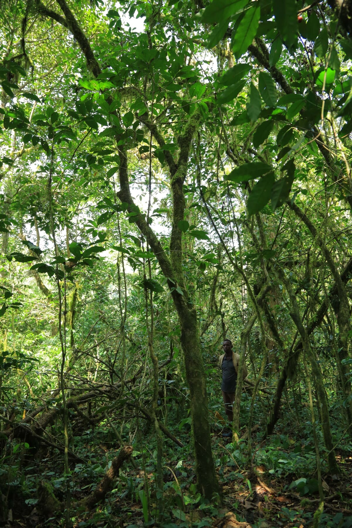 コーヒーの原木とは？