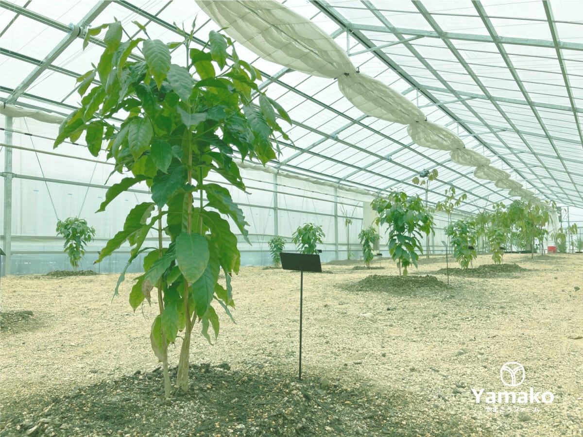 企業だけではなく個人もOK!岡山の国産コーヒーのオーナーに。