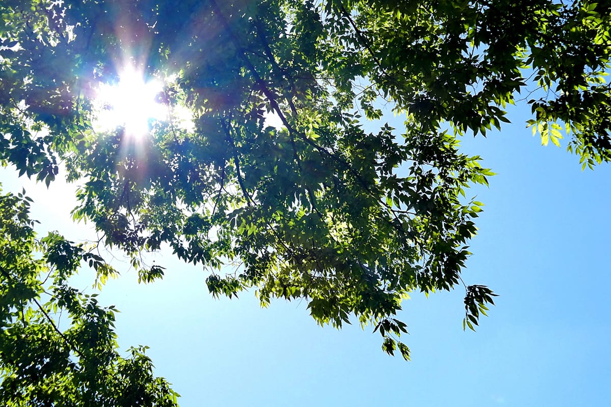 columimg220725 | コーヒーステーション コーヒーは夏バテに効果的コーヒーは水分補給になるのか