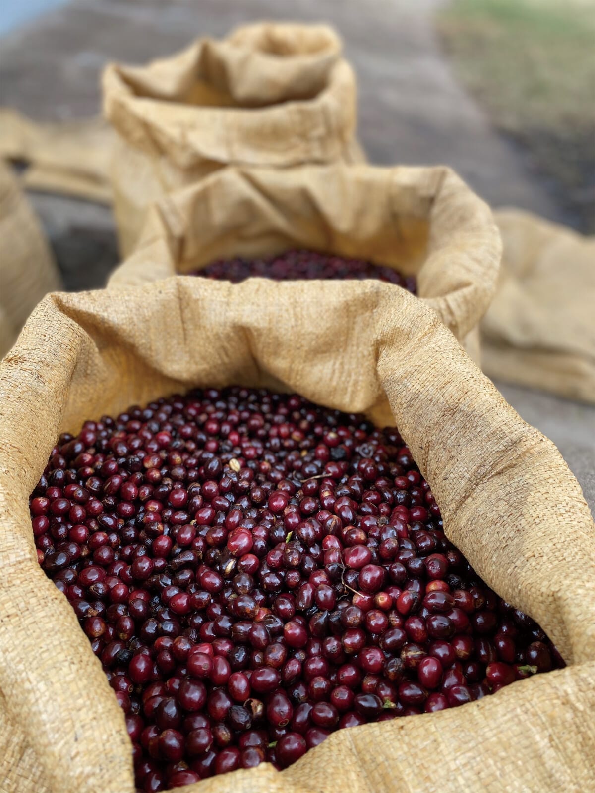 ロスピリネオス農園とサザコーヒーの小話