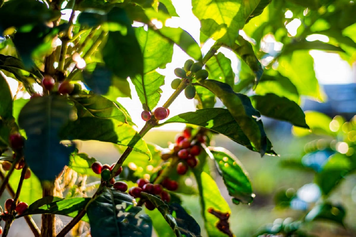 【つくば】9月10日(土)「モカゲイシャ村まつり」が開催!焙煎~飲み比べまで