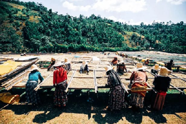 多彩な風味をもつユニークな アイラ(エチオピア)