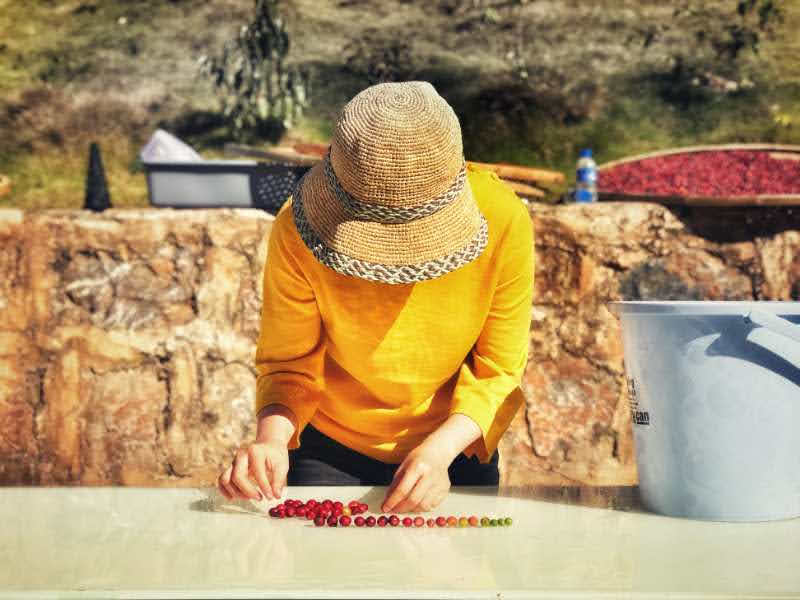 どんなコーヒー豆?