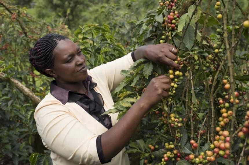 Woman working hard in the farm | コーヒーステーション