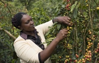 Woman working hard in the farm | コーヒーステーション