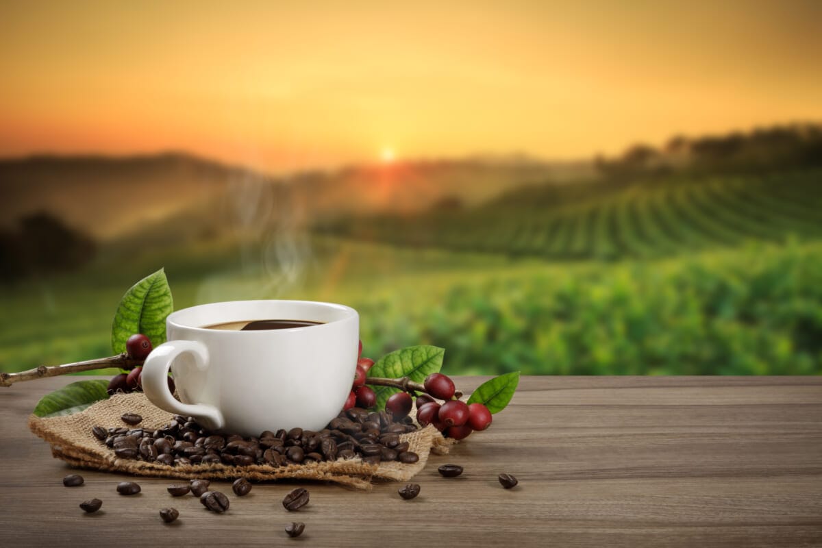 Hot coffee cup with fresh organic red coffee beans and coffee ro | コーヒーステーション