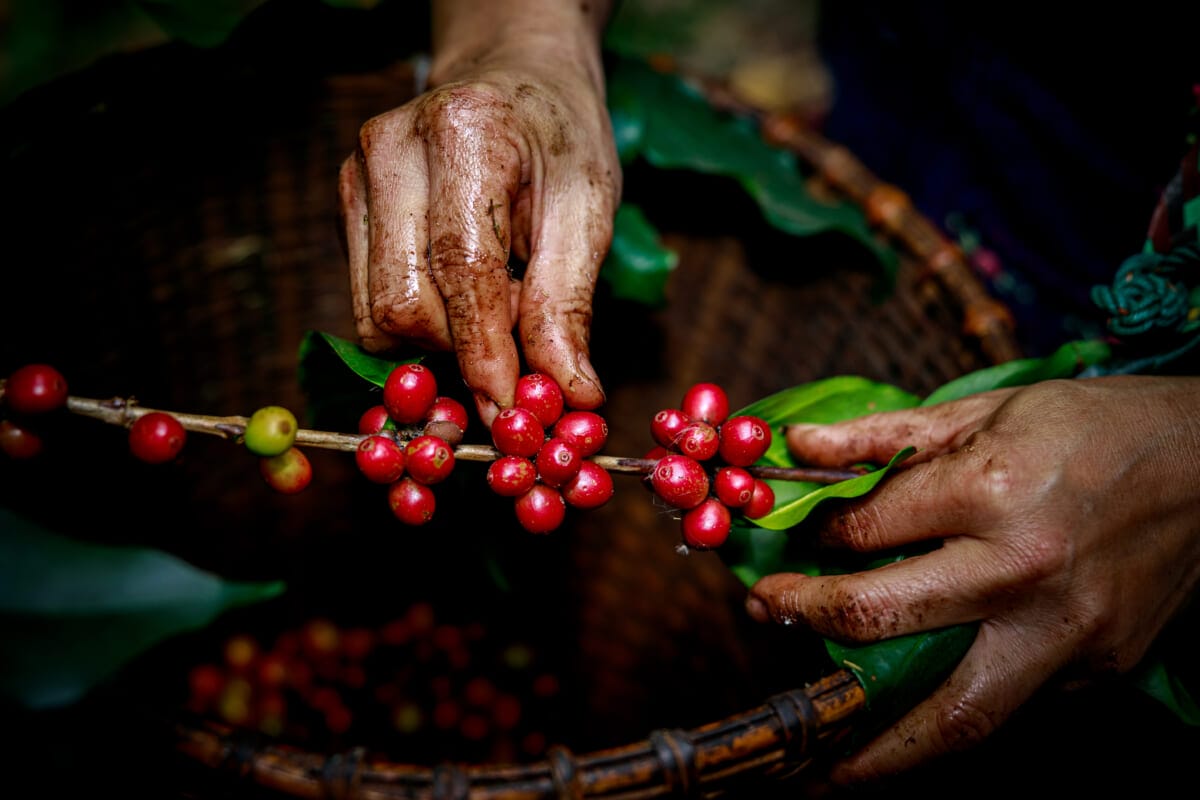 Hand of female akha farmer tribe is harvesting ripe coffee beans | コーヒーステーション
