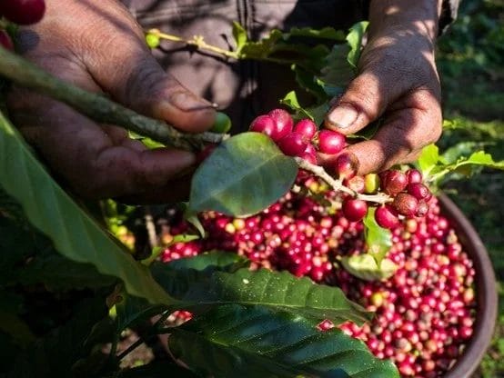 230627i1 | コーヒーステーション