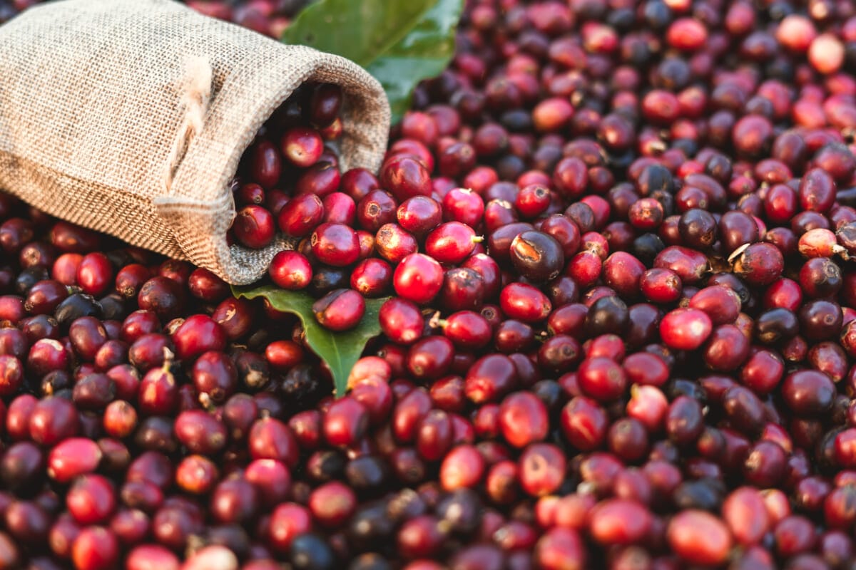 Fresh red coffee red cherry coffee bean in hands | コーヒーステーション