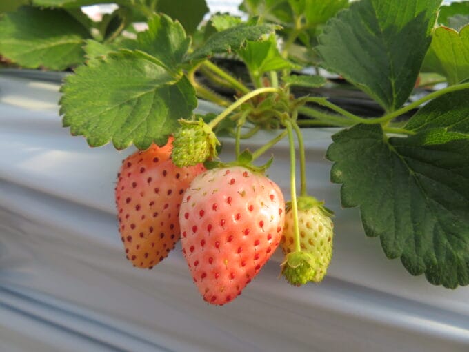 コーヒーステーション コーヒーステーション