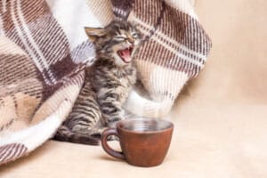 The little kitten woke up and yawns A cup of coffee in front of a kitten Coffee in bed Morning begins with coffee | コーヒーステーション