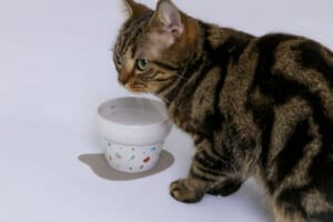 1202 HARIO様1028 | コーヒーステーション