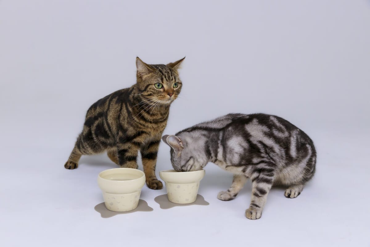 1202 HARIO様1269 | コーヒーステーション