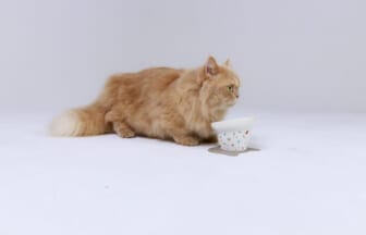 1202083 | コーヒーステーション