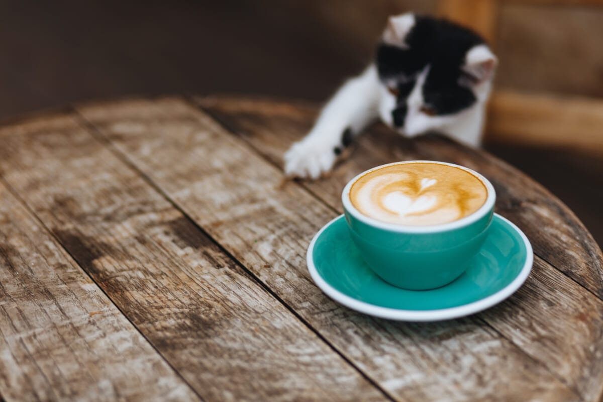 Wooden table with hot coffee in blue mug and little cat near | コーヒーステーション