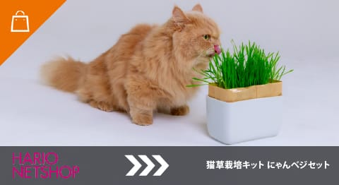 250221catday2 | コーヒーステーション