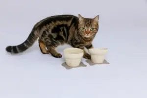 6859759d2af7881af3a95099d25a59669d3cc433900x2600 | コーヒーステーション