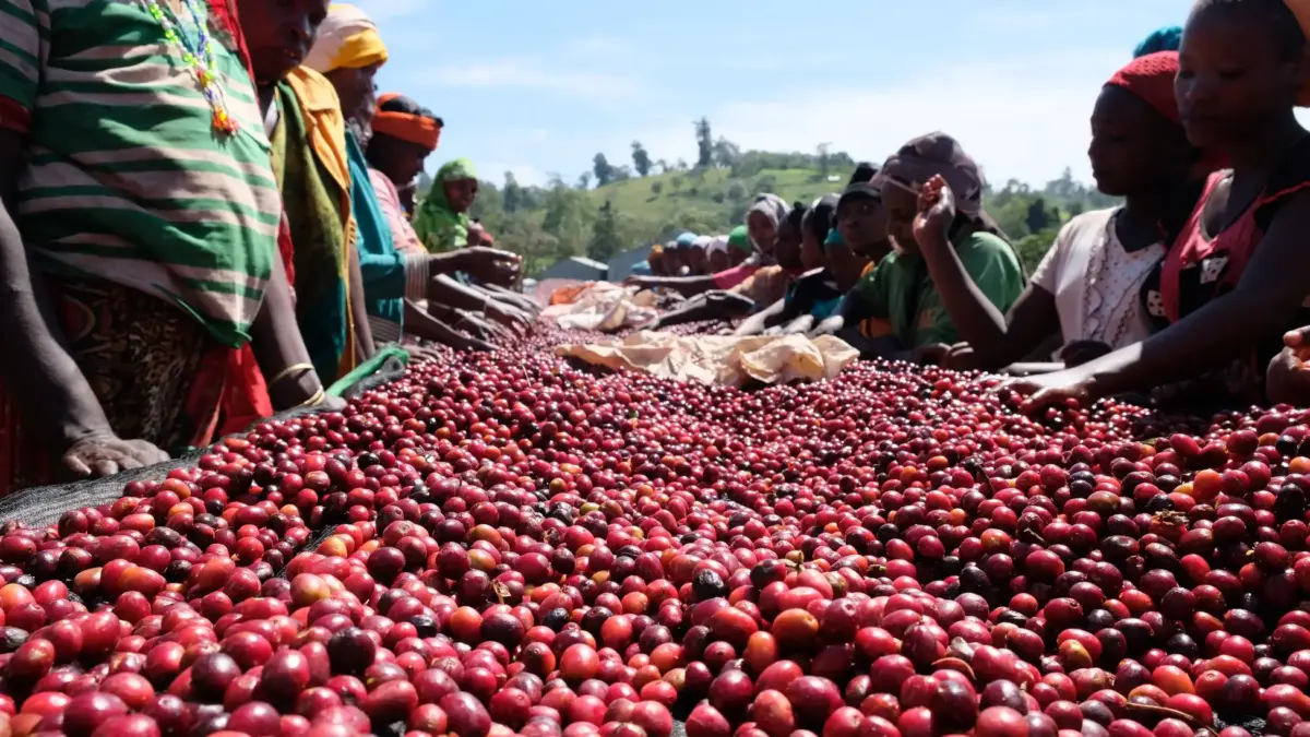 5758022baa3e506c3a85e3a37cb75090f0ffdb73000x1688 | コーヒーステーション