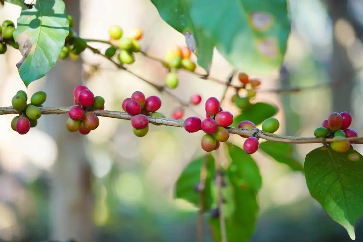 41621407f205cf6b44b5eb53303794b40799d5c1600x1069 | コーヒーステーション