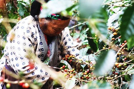 4162140a3b09b45dcf7257738c810048b337da0550x364 | コーヒーステーション