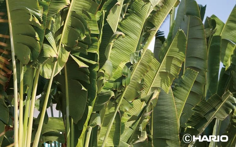 22751108b70b1f86c4b517d365578afadd7ee03750x468 | コーヒーステーション