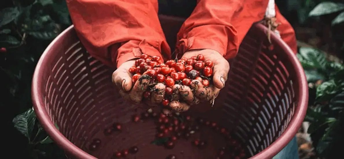 33908161f6fb0d1b4899dc6715b8dd456f2b06011190x550 | コーヒーステーション