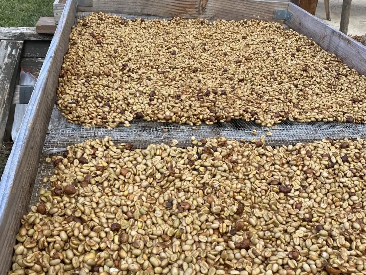 74056233dace5ec66859d6edb73bc16d9aea9a3c2951x2214 | コーヒーステーション