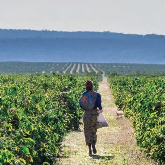 2883692ded70f5beb3d7d0804782365baeb69d8535x535 | コーヒーステーション