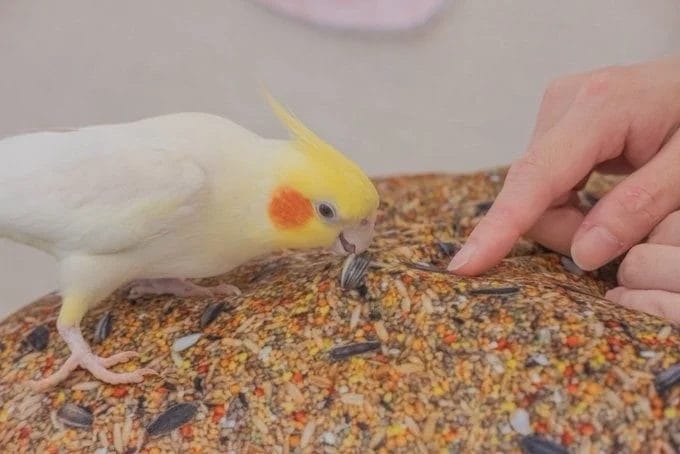 オカメインコとのふれあい
