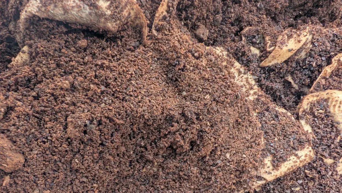 使用済みのコーヒー豆かすが堆積している様子をクローズアップで捉えた画像